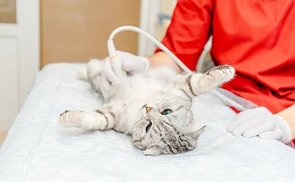 Emergency and critical care services for pets at Eden Pets Care in Nerkundram, Chennai