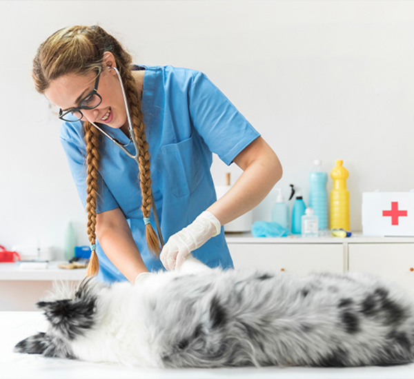 Pet Dentistry Services
