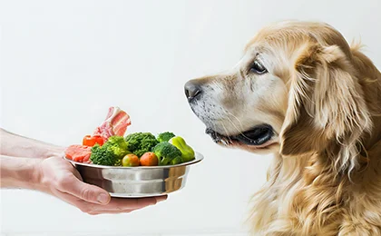 Pet nutritional and reproductive counselling at Eden Pets Care in Nerkundram, Chennai