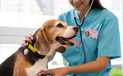 Outpatient veterinary consultation for pets at Eden Pets Care in Nerkundram, Chennai