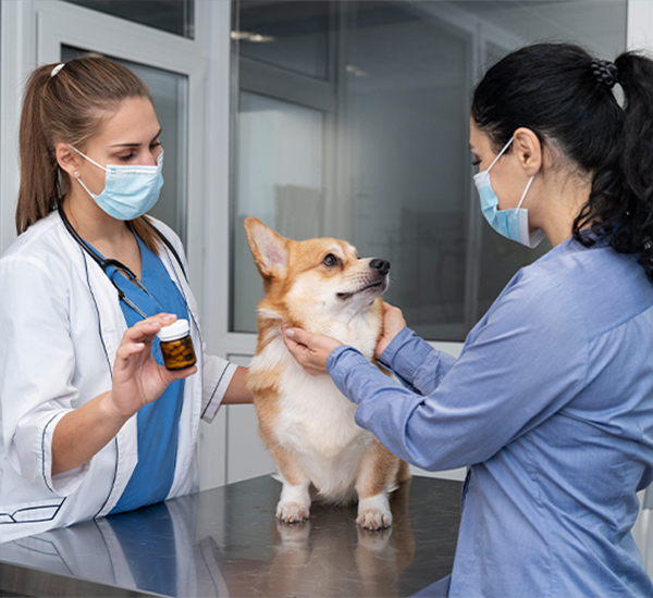 Pet Dentistry Services