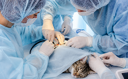 Soft tissue surgery for pets at Eden Pets Care in Nerkundram, Chennai