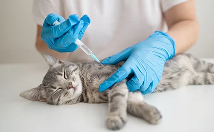 Pet vaccination and deworming services at Eden Pets Care in Nerkundram, Chennai